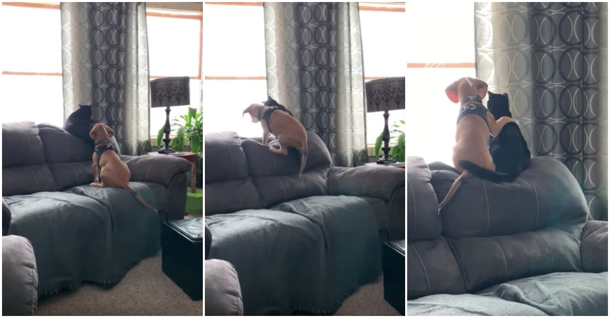Beagle de 5 meses abraça gato enquanto ambos observam os pássaros