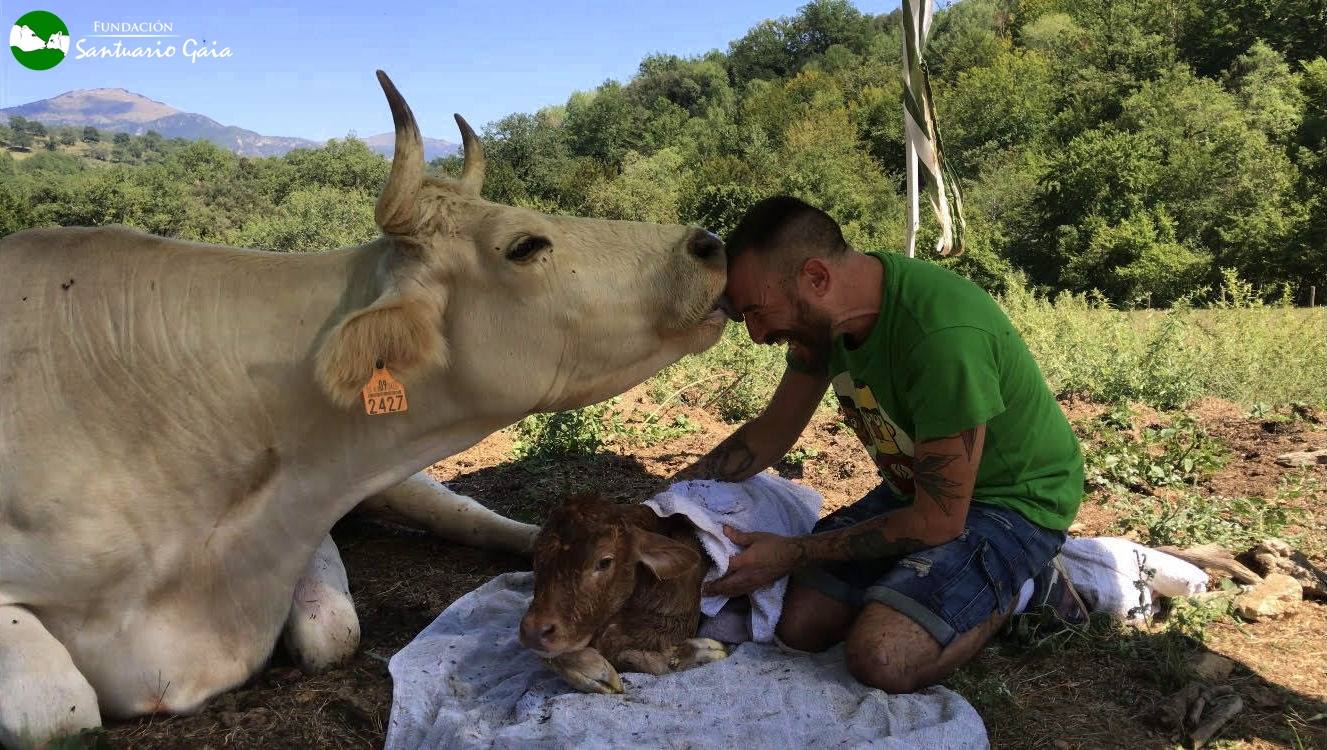 O comovente agradecimento de uma vaca ao tratador após parto complicado