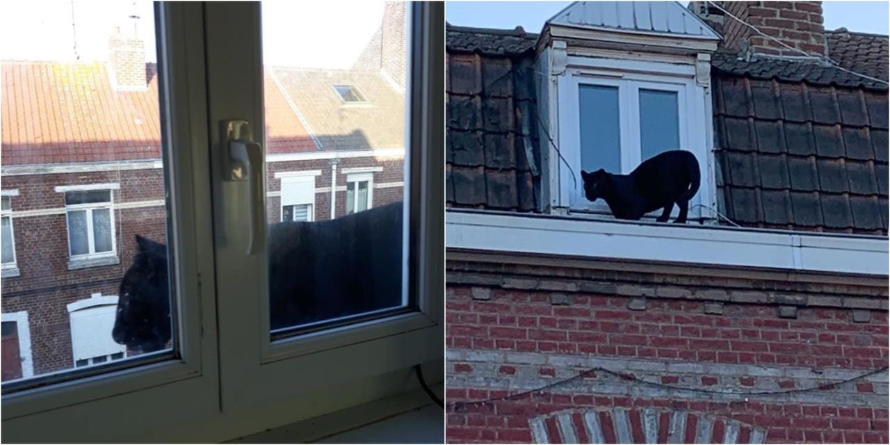 Pantera é filmada a passear por telhados em França