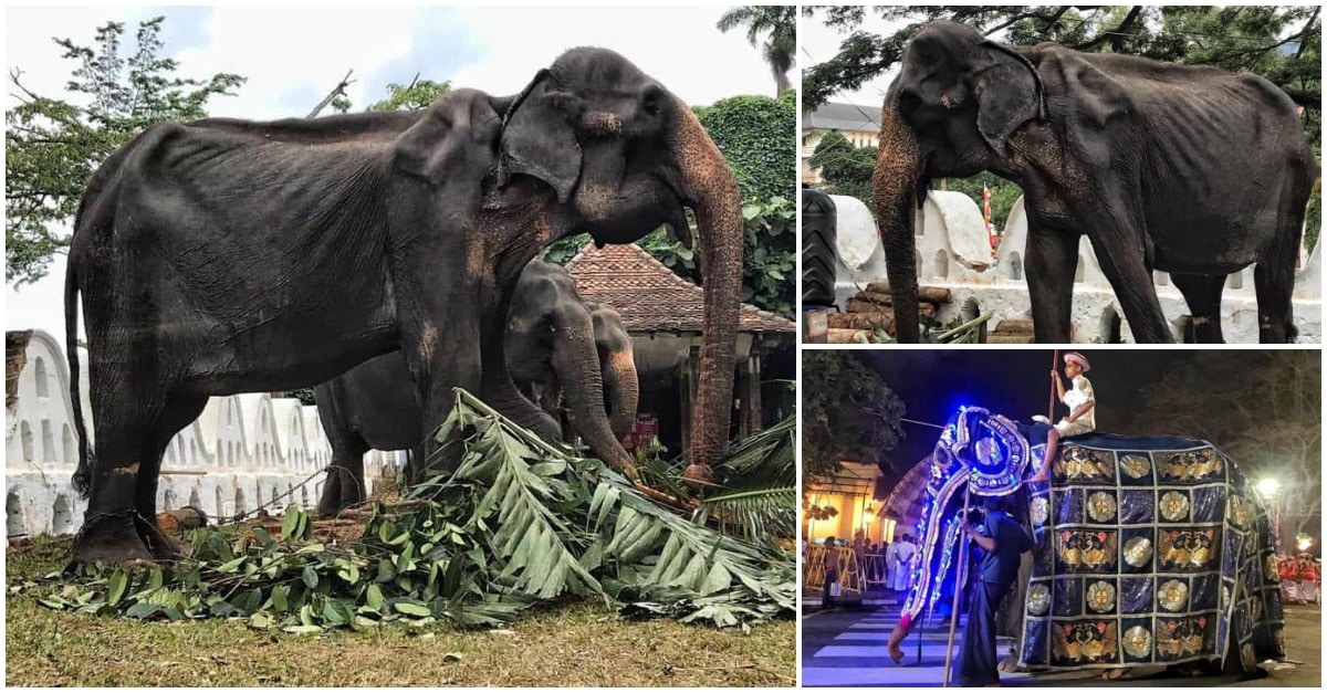 Imagens chocantes de elefante subnutrido chamam atenção no Sri Lanka