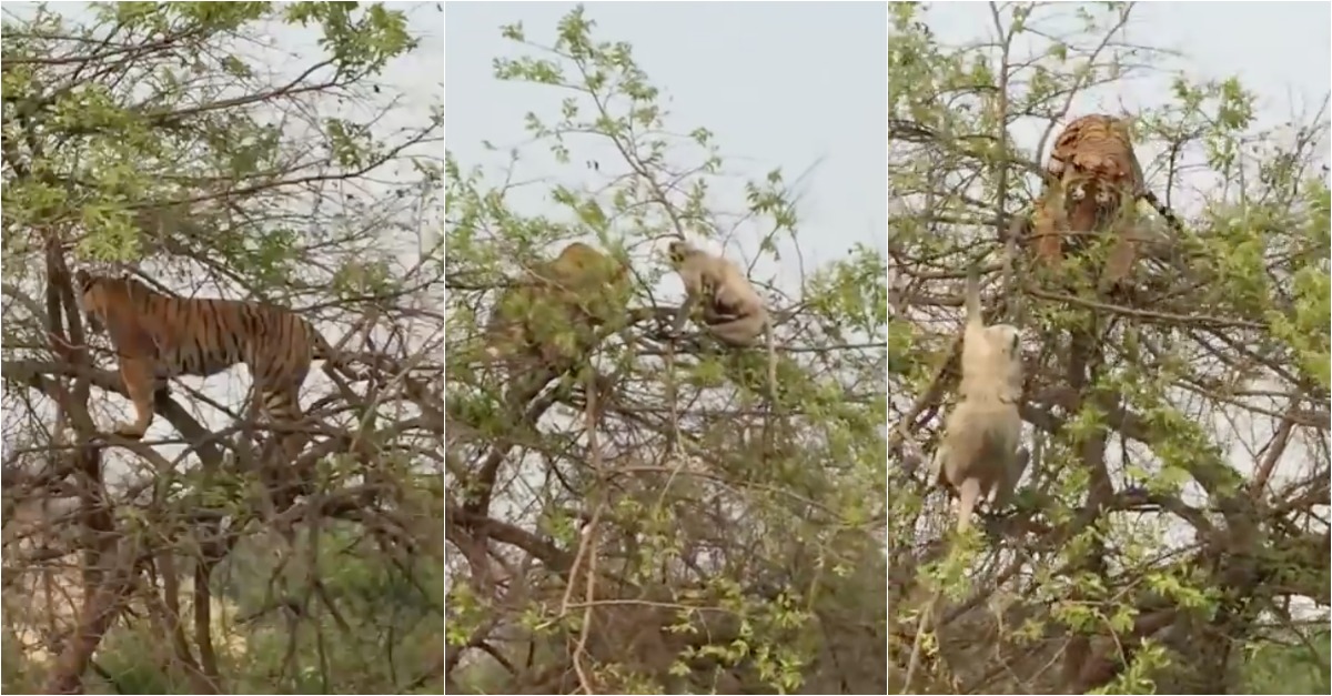 Tigre escala árvore para apanhar macaco... mas dá-se mal
