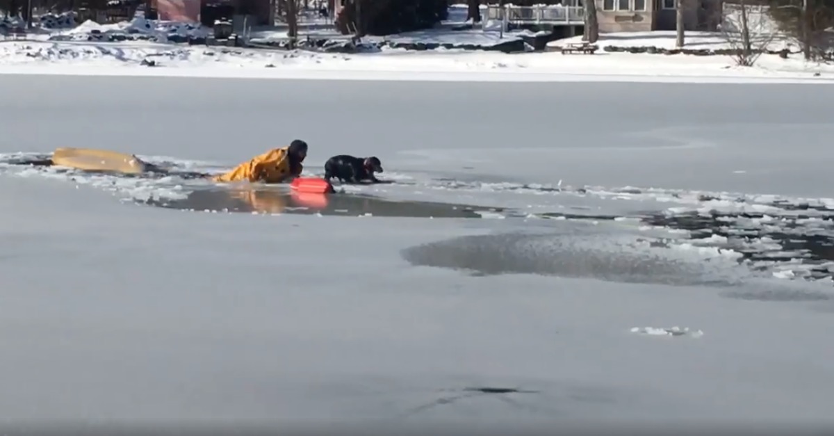 Bombeiros resgatam homem e cão de lago congelado