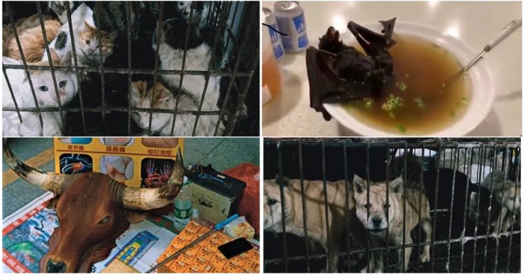 Mercados chineses reabrem e continuam a vender morcegos e a abater coelhos no chão