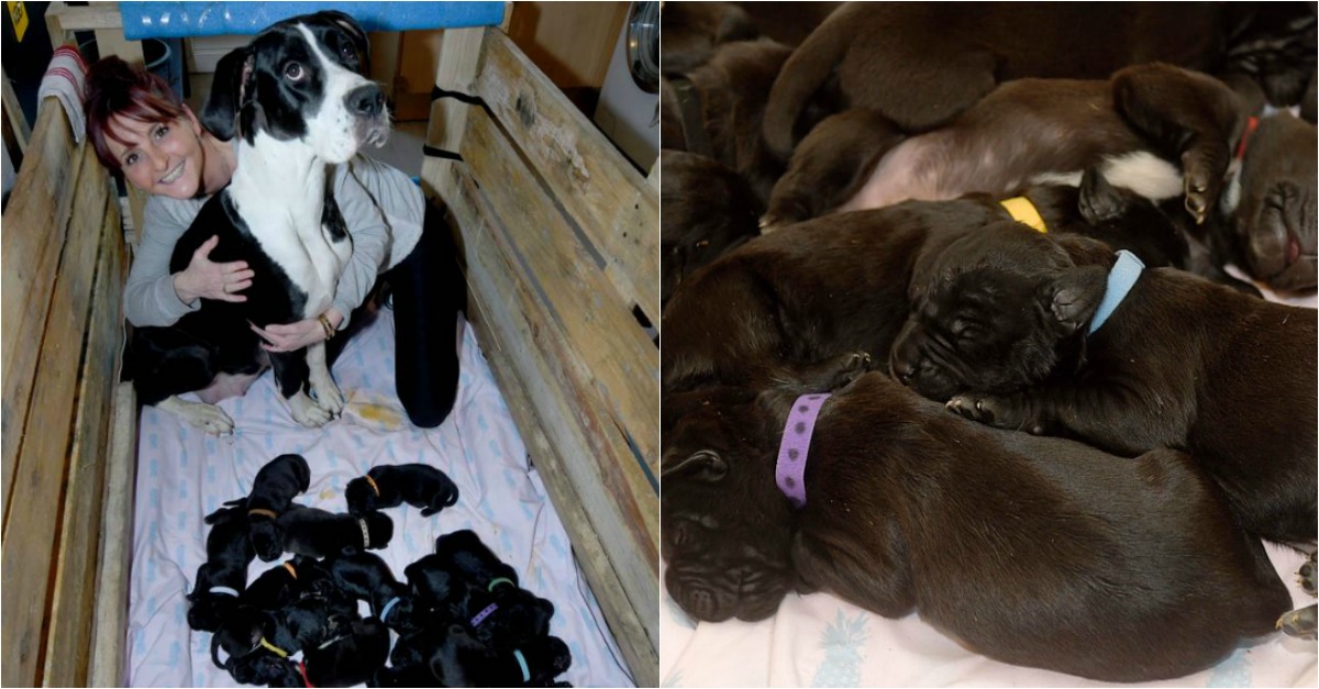 Cadela bateu o recorde ao dar à luz 21 cãezinhos de parto natural