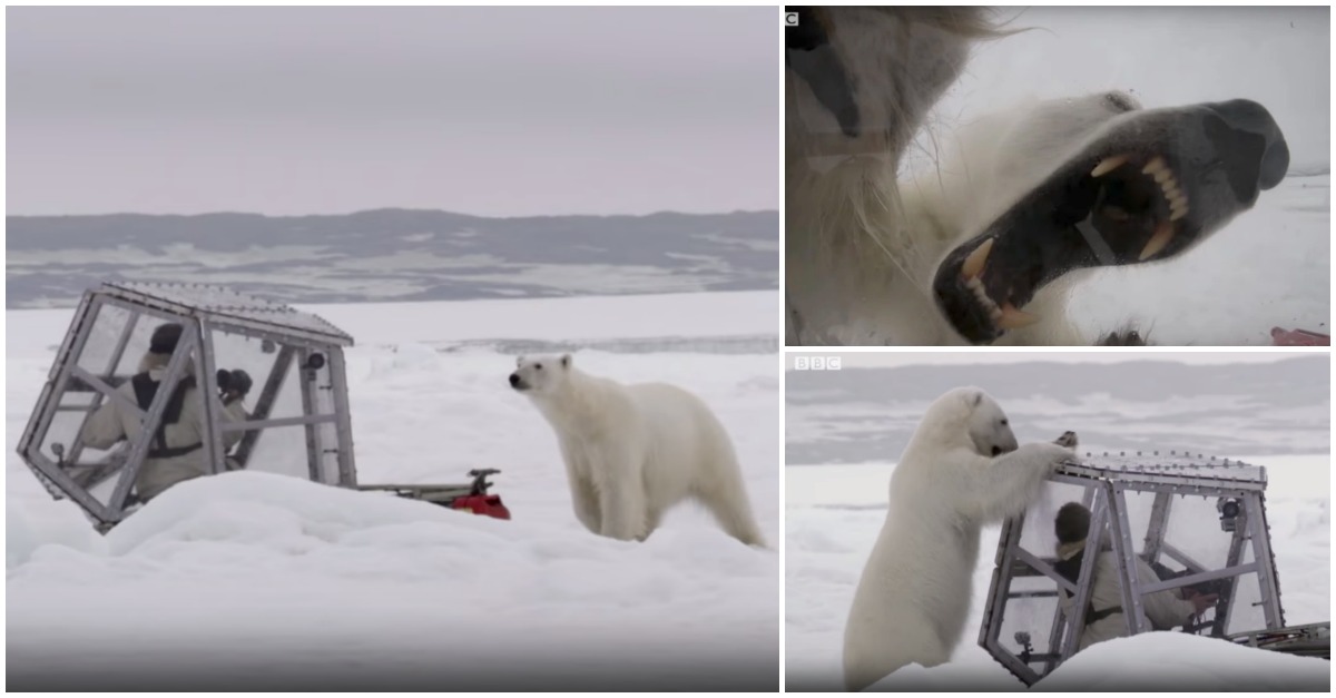Meteu-se dentro de uma gaiola em vidro para ficar perto de um urso polar que tentava comê-lo