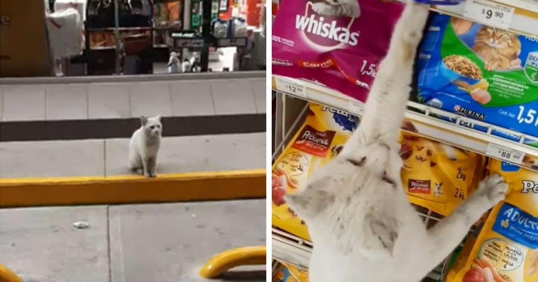 Gato de rua guia mulher até ao supermercado para que ela lhe compre comida (ela adotou-o)