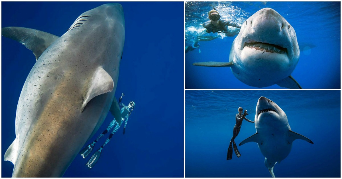 Mergulhadores são surpreendidos pela aparição rara do GIGANTE tubarão-branco Deep blue
