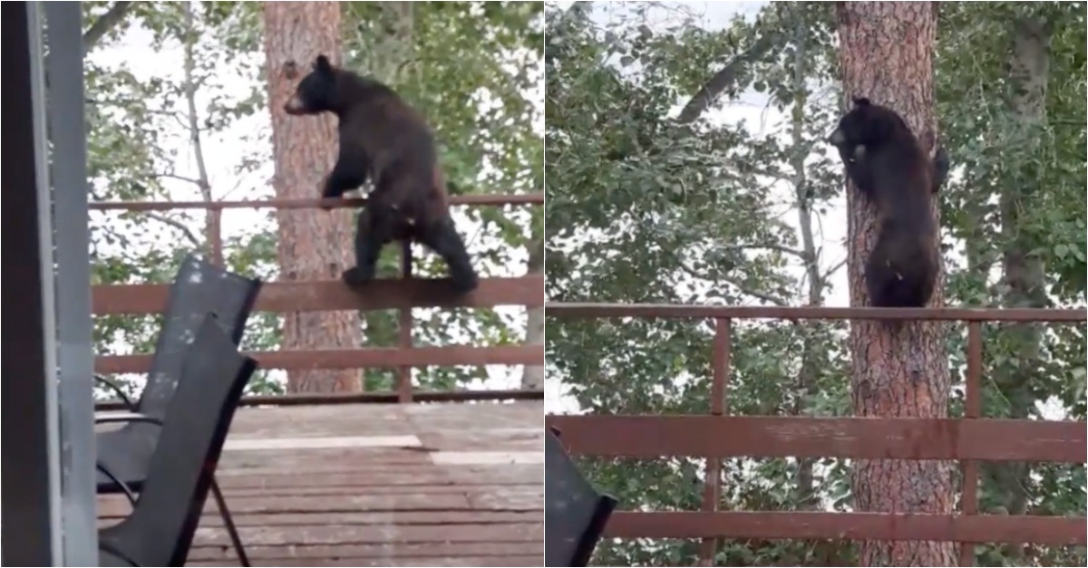 Urso salta mais de 2 metros do alpendre de uma casa para uma árvore