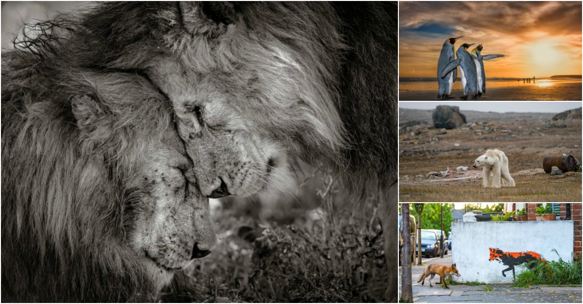 Momento de ternura entre leões vence fotografia do ano de vida selvagem