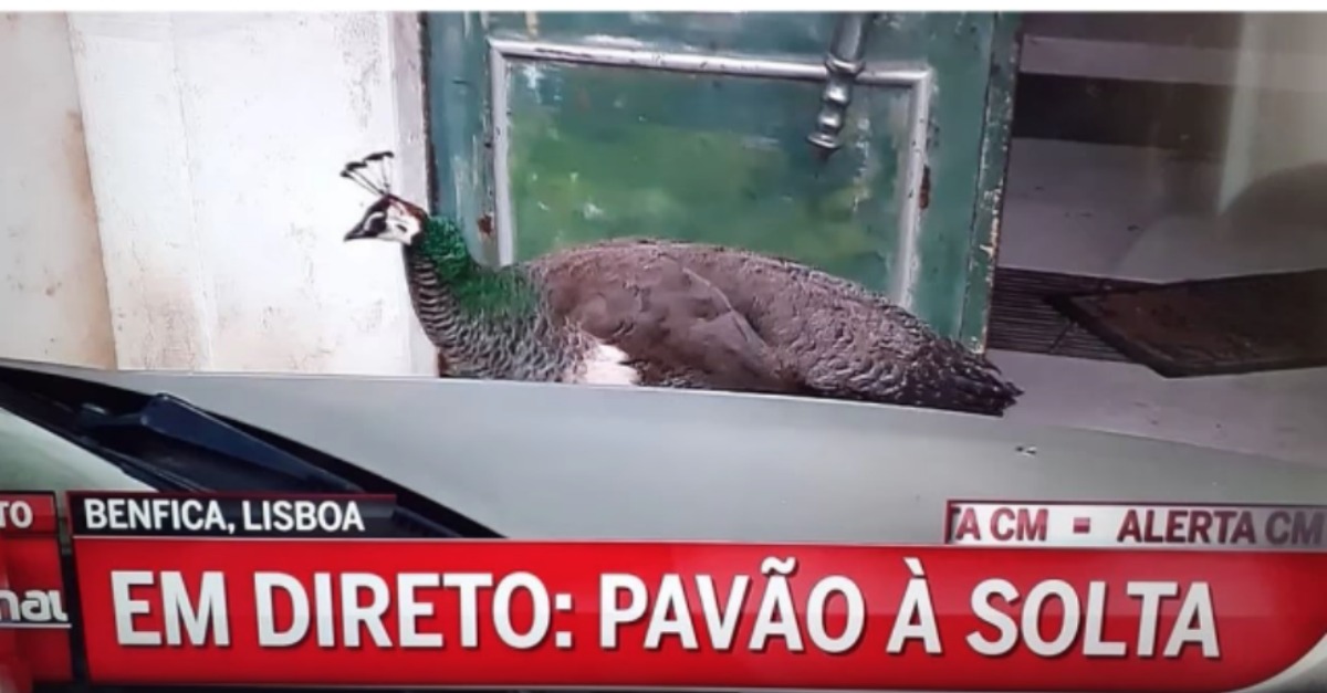 CMTV faz direto sobre a captura de um pavão à solta pelas ruas de Benfica