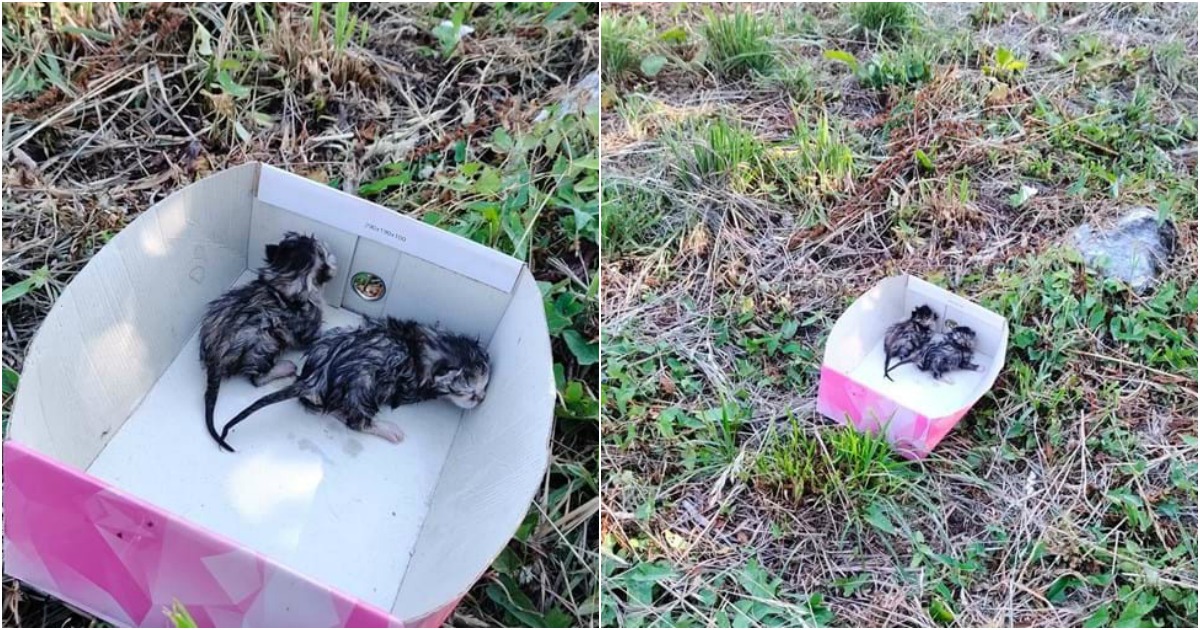 Bombeiros salvam gatos bebés atirados ao rio dentro de saco de plástico na Lourosa