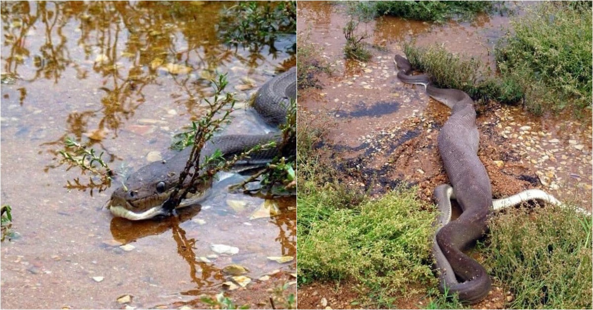Píton é fotografada a devorar crocodilo inteiro na Austrália