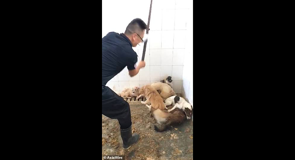 Vídeo mostra policia a bater em cães em abrigo na China