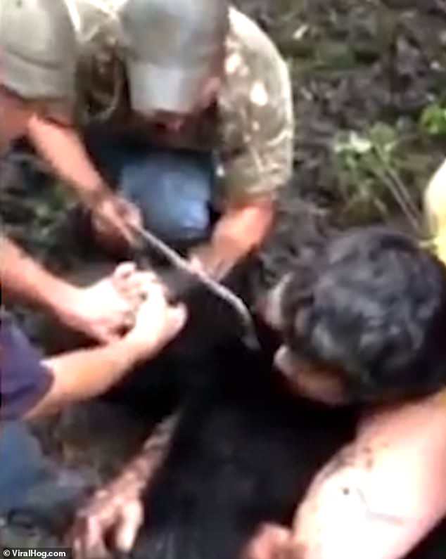 Homens salvam urso que estava com um balde preso na cabeça por dois meses
