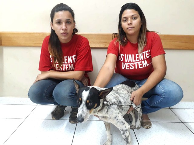 Cão agredido a pedradas por tutor é resgatado por ONG em Gália (Brasil)