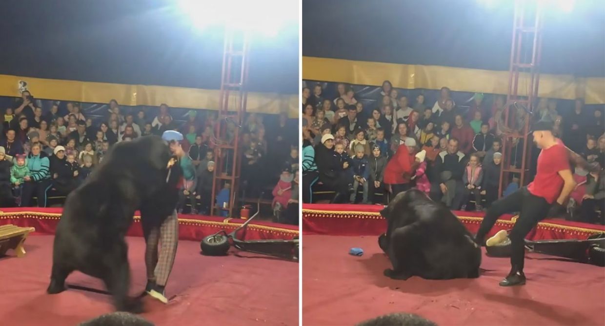 Urso farta-se de ser palhaço e ataca domador durante espetáculo de circo