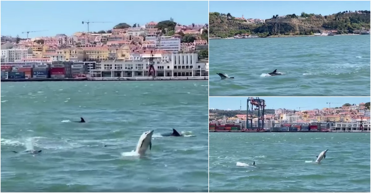 Parece que os golfinhos vieram para ficar... 10º dia consecutivo a fazer as delícias no Tejo!