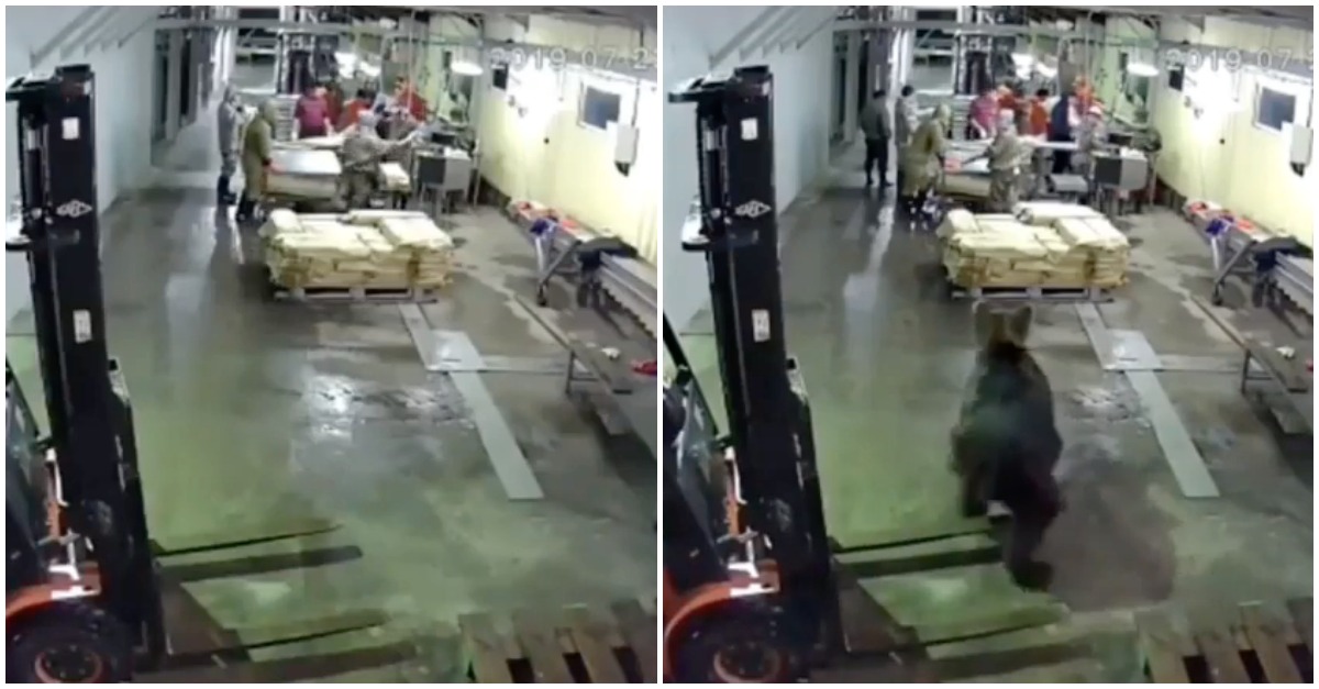 Urso invade fábrica de processamento de peixe e causa o pânico (lento) entre os trabalhadores