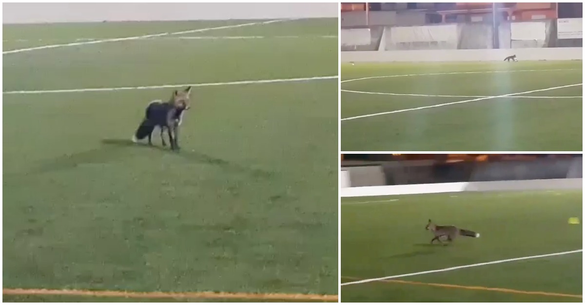 Raposa invade treino de equipa da AF Viana do Castelo e dá show de bola