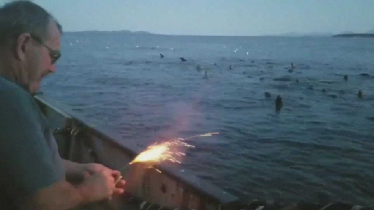 Pescador atira explosivo contra grupo de leões marinhos
