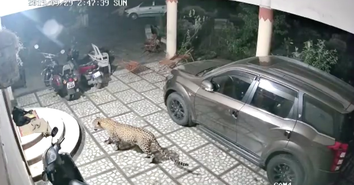 Leopardo invade habitação para caçar um cão de estimação