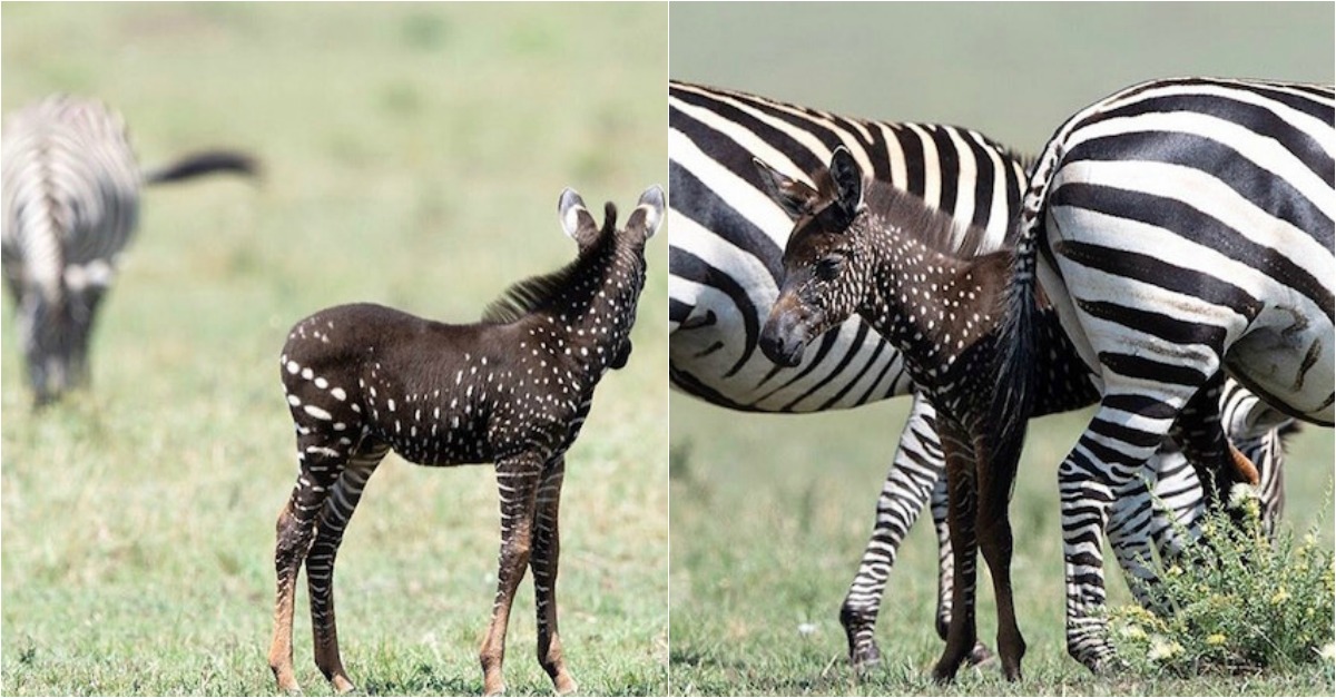 Vídeo mostra zebra rara com pintas... em vez de riscas
