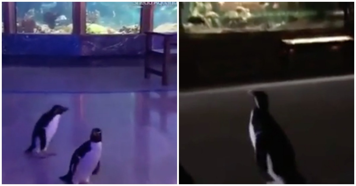 Pinguins aproveitam que aquário está fechado ao público para fazer uma visita de estudo ao espaço