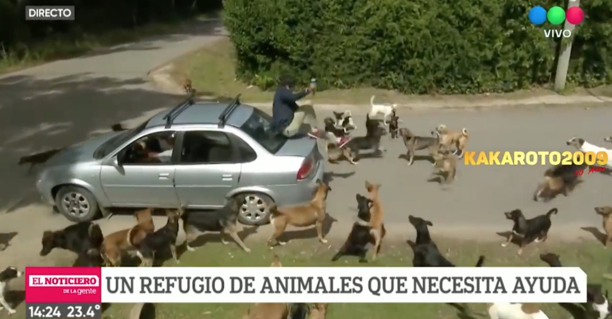 Repórter é apertado por cães em direto durante reportagem num abrigo de animais