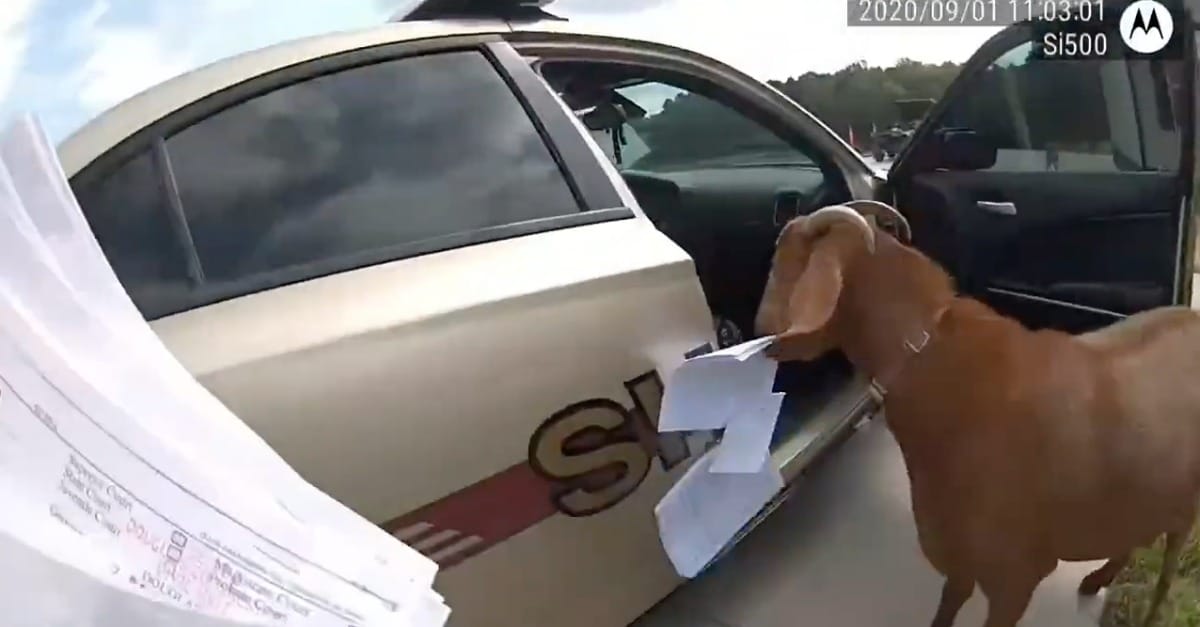 Cabra invade carro patrulha e começa a comer documentos oficiais