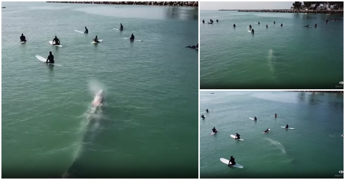 Drone regista o momento em que baleia surge entre um grupo de surfistas