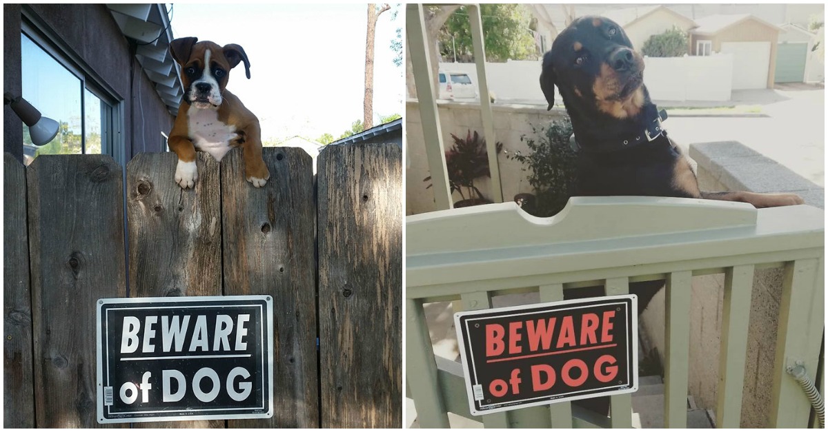 21 cães que não entendem a placa de… Cuidado com o Cão