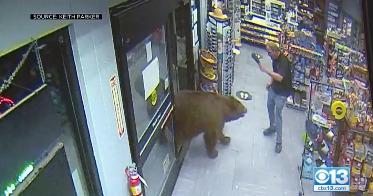 Ursos invadem duas lojas nos EUA para comer doces