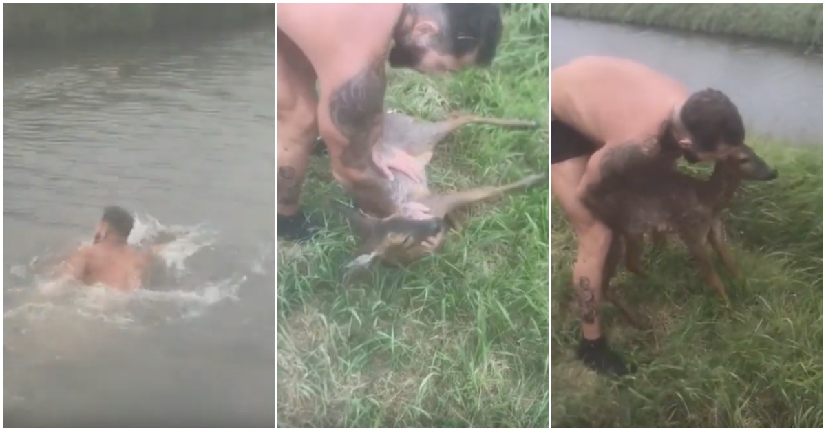 Homem corajoso mergulha em rio para resgatar um filhote de veado que se afogava
