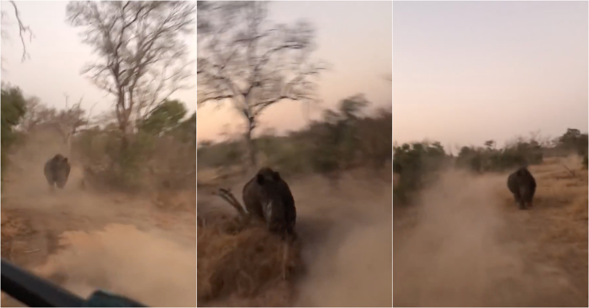 Rinoceronte persegue jipe com turistas em safari na África do Sul
