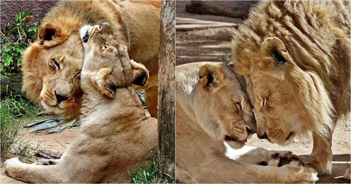 Casal de leões doentes foi eutanasiado para não viverem um sem o outro