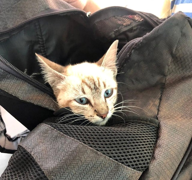 Filhote de gato é encontrado dentro de mochila fechada