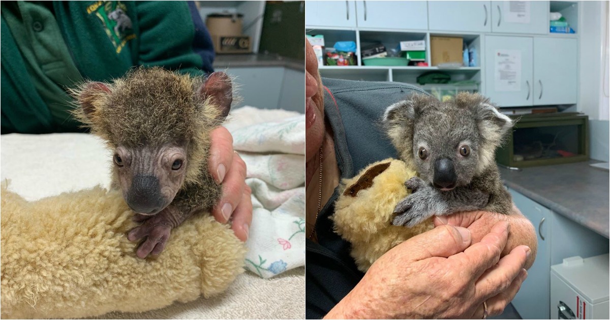 A surpreendente recuperação de Keli... o coala que sobreviveu aos incêndios