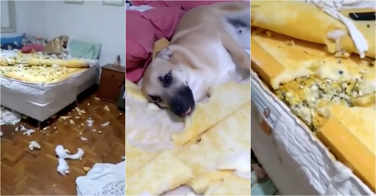 Cão destrói quarto e desespero da dona torna-se viral