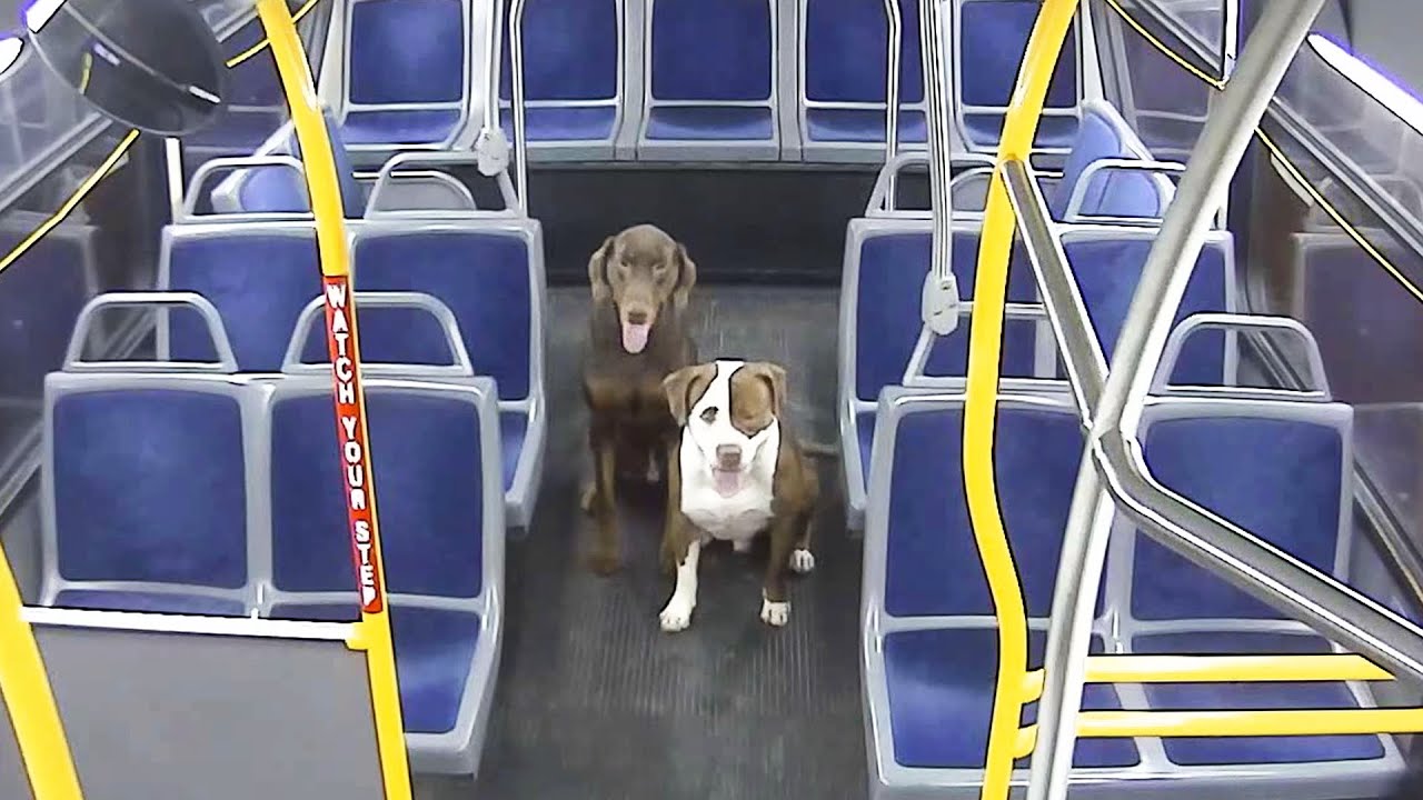 Motorista de autocarro dá boleia a dois cães perdidos