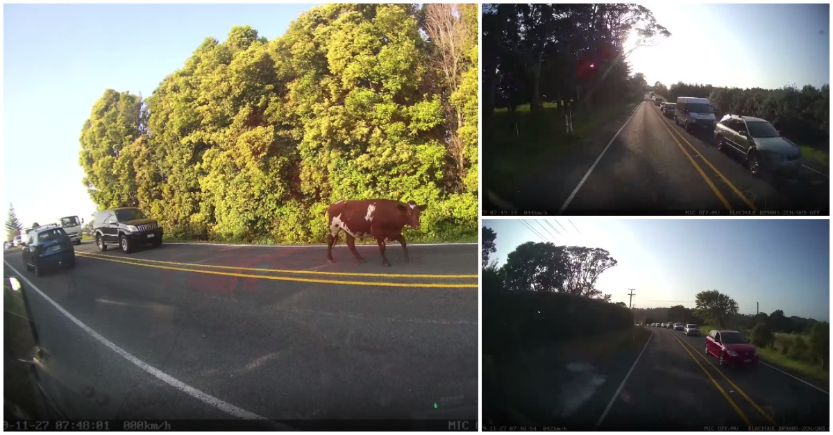 Vaca sem qualquer tipo de pressa cria extensa fila de trânsito