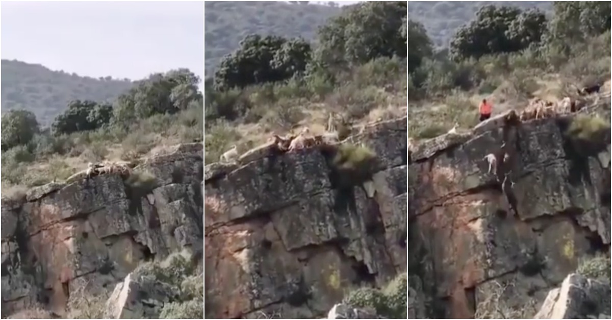 Veado e 12 cães caem de uma falésia durante caçada