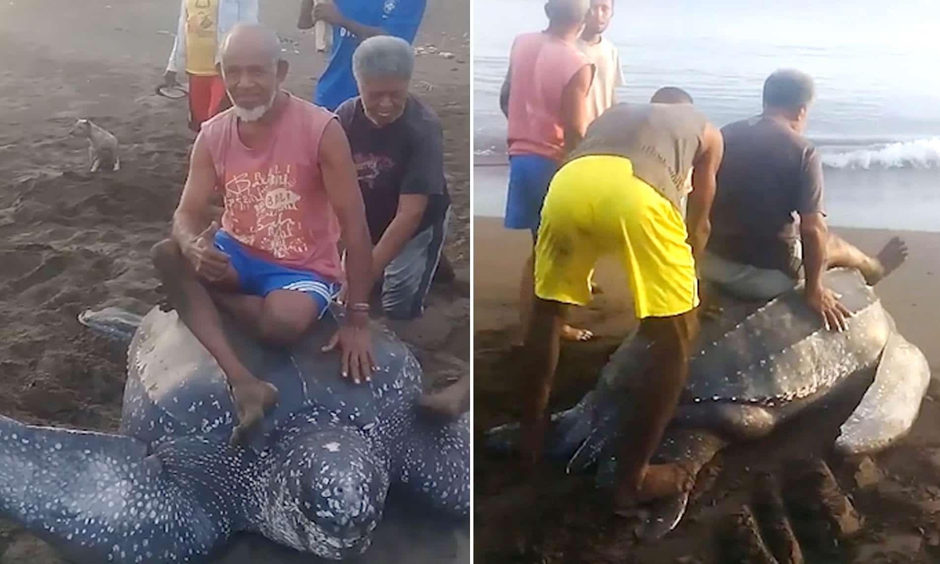 Tartaruga de couro sofre com habitantes locais em praia da Indonésia