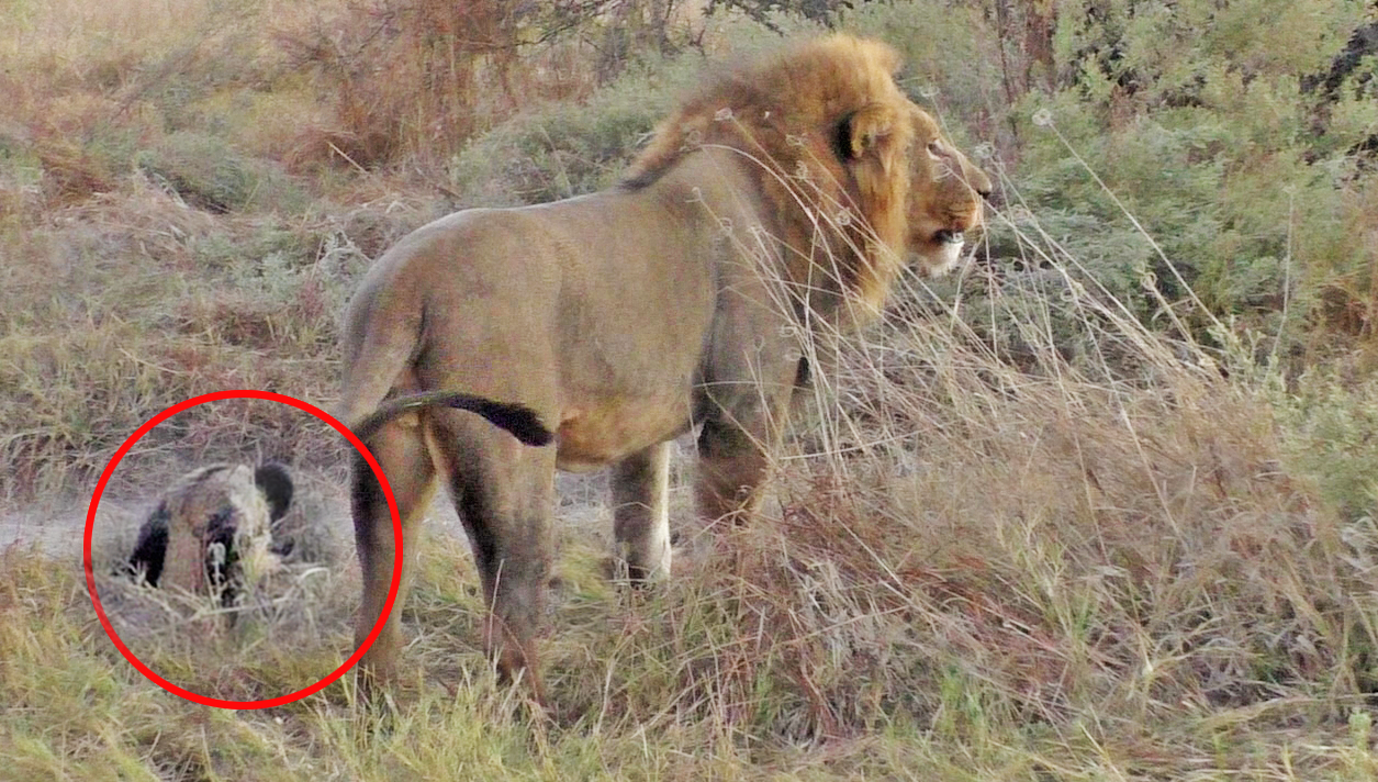 Cão selvagem finge-se de morto para escapar de vários leões