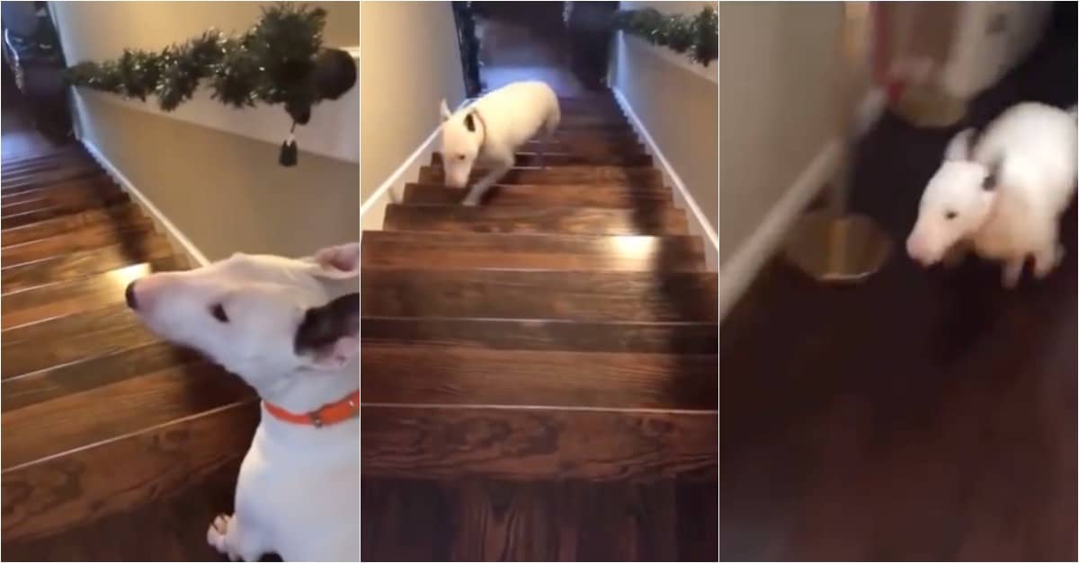 Bull Terrier usa método kamikaze para descer as escadas de casa