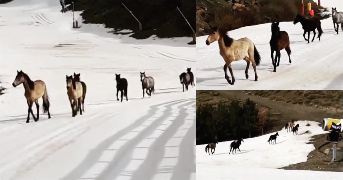 Sem turistas na Serra Nevada são os cavalos que passeiam nas pistas de ski