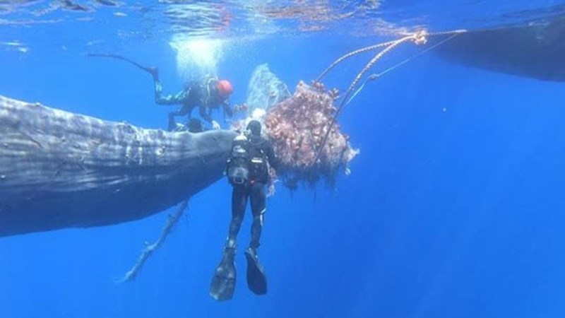 Mergulhadores lutam para salvar baleia que ficou presa em rede de pesca
