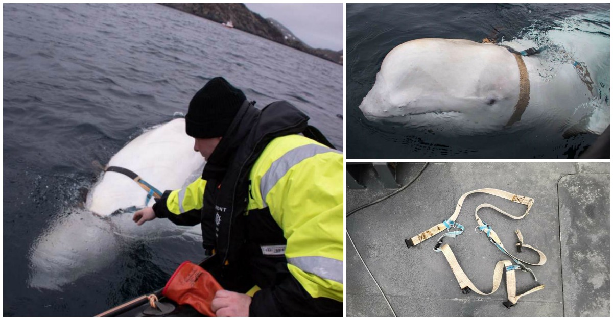 Baleia misteriosa encontrada na Noruega pode ser uma arma militar russa