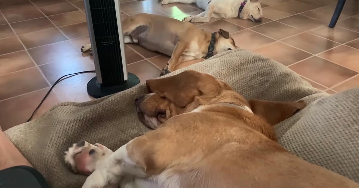Não importa se estão a dormir... estes cães reagem de imediato quando ouvem a palavra esquilo