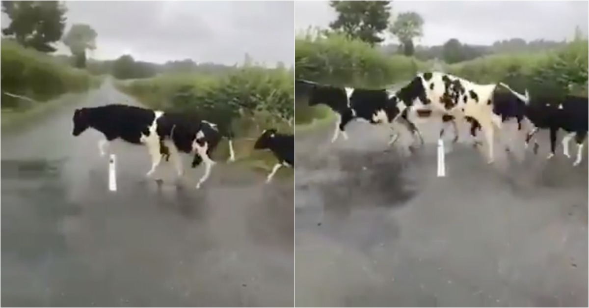 Vacas ficam confusas com linha na estrada e saltam por cima do obstáculo