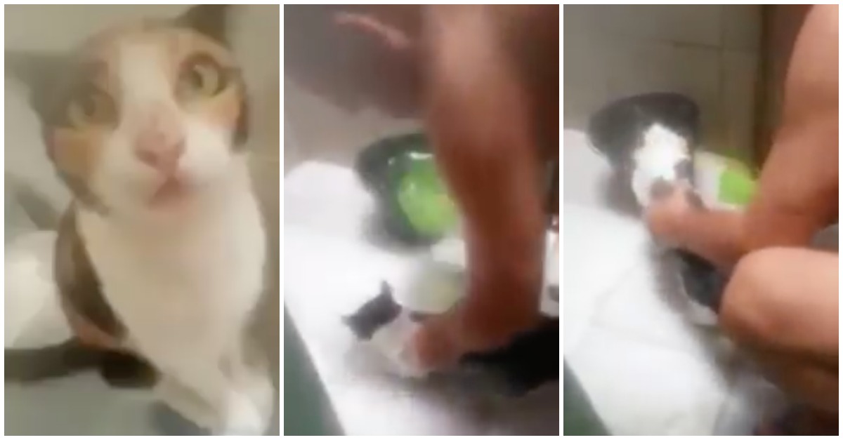 O gato que foi colocado para tomar banho mas achou que ia morrer